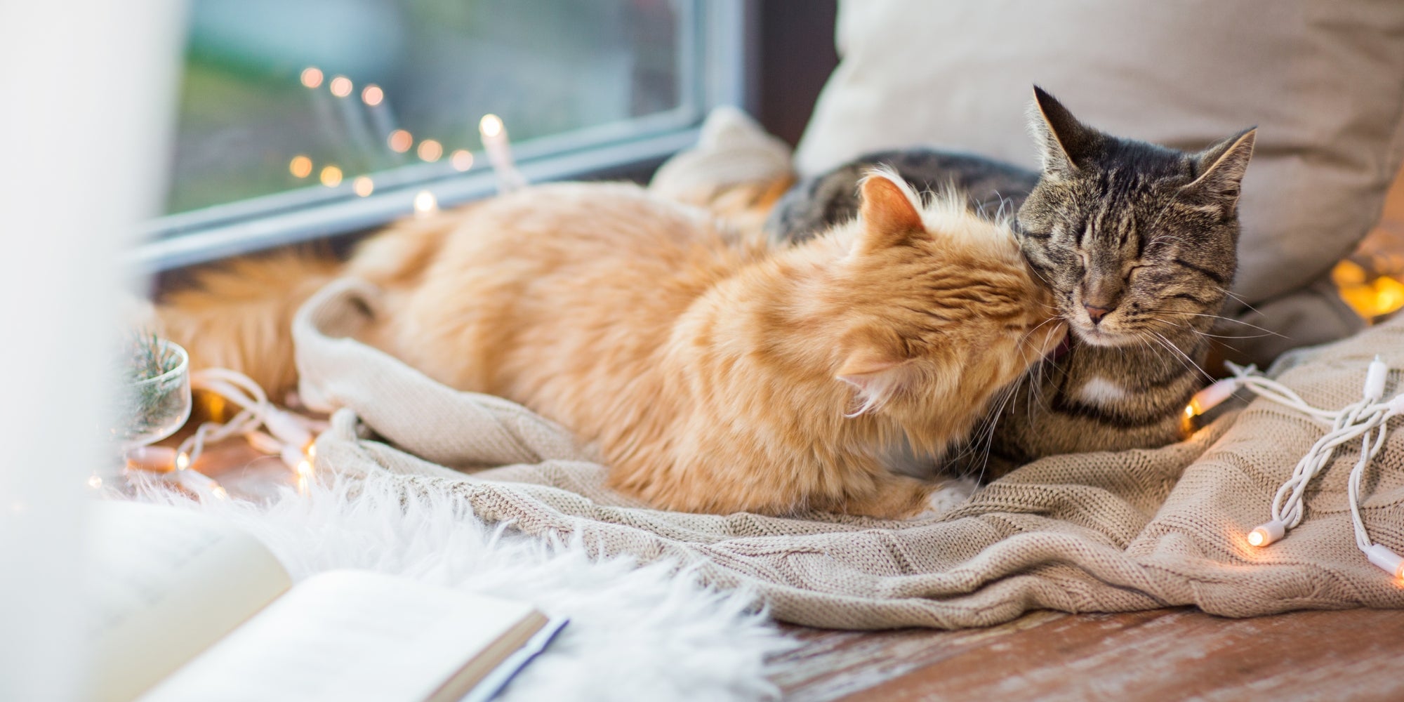 dos gatos descansando