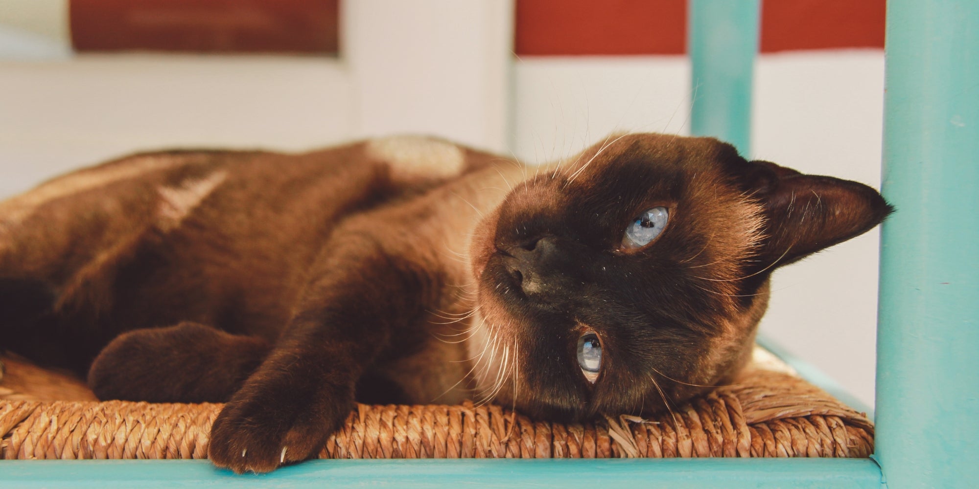 Primer plano de gato relajándose en casa