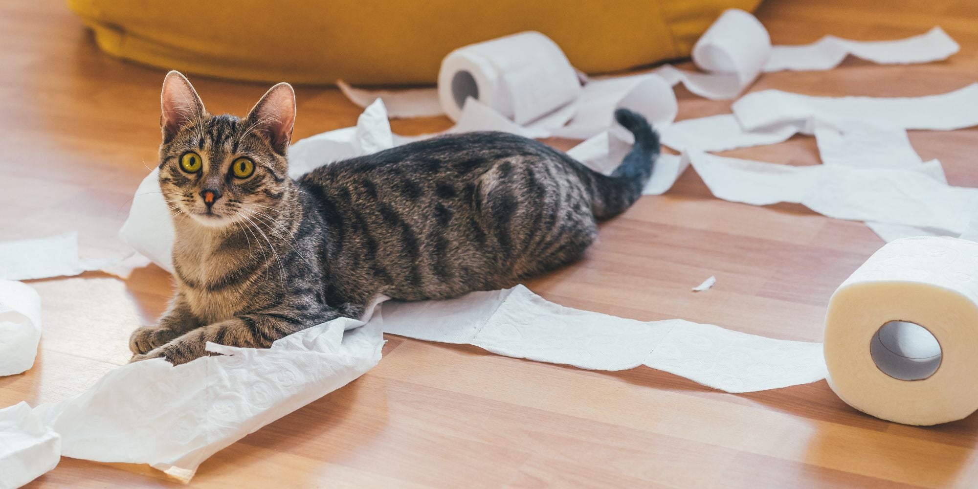 Gato jugando con papeles higiénicos en el suelo dentro de casa