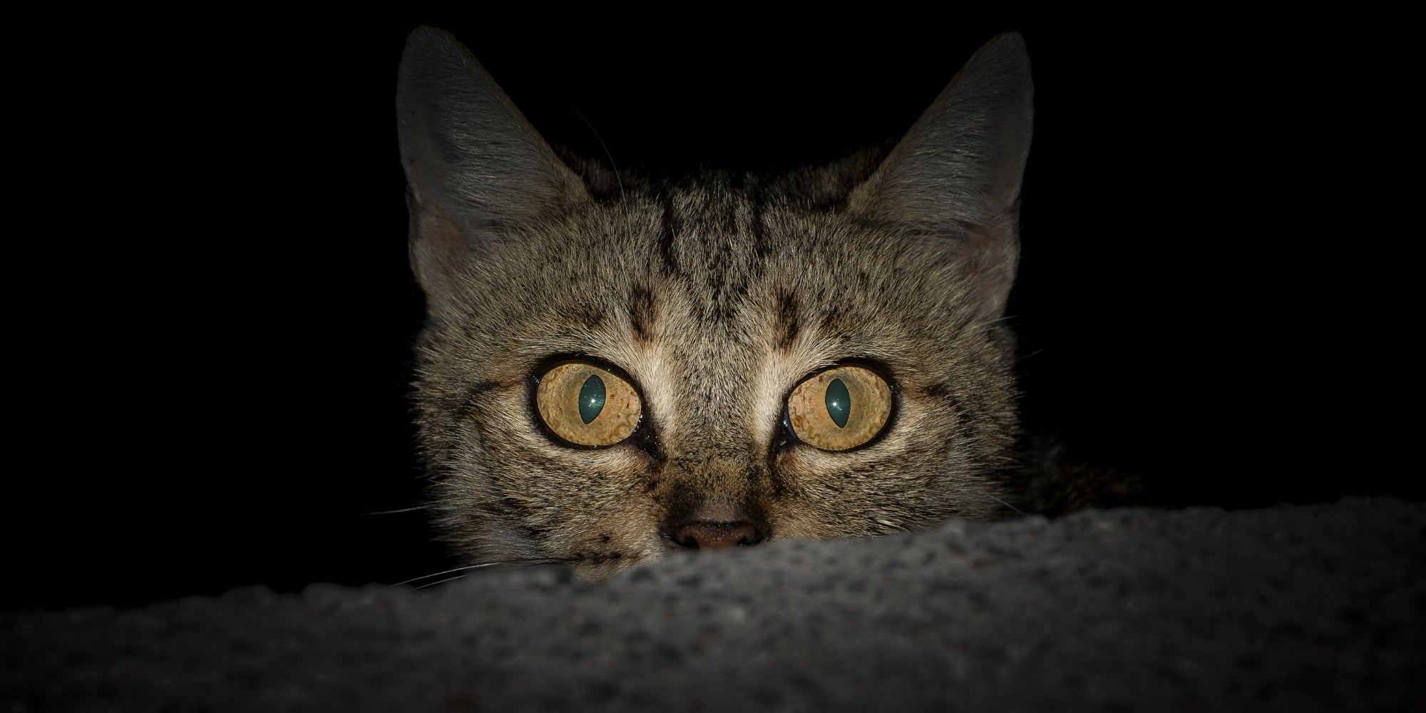 Un gato mirando ansiosamente desde un rincón oscuro