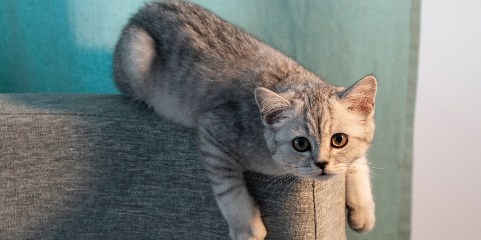 un gato sobre un sofa