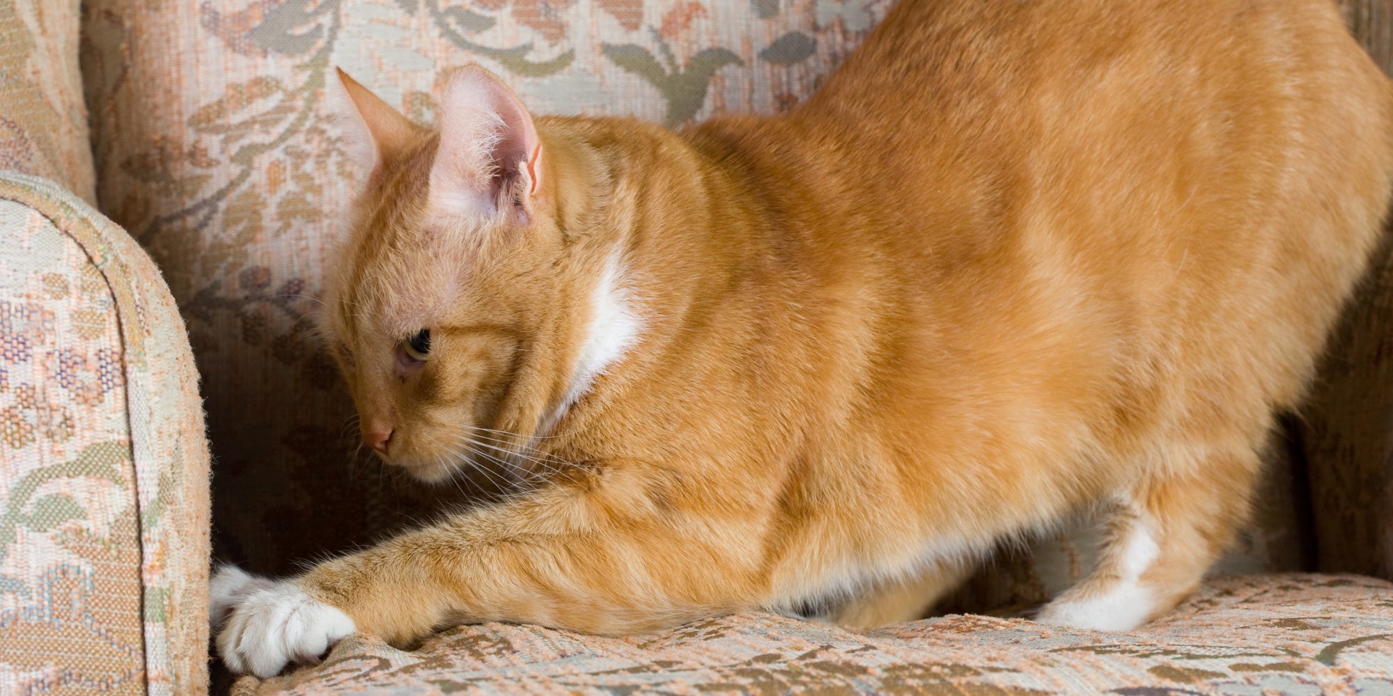 un gato rascando un sofa