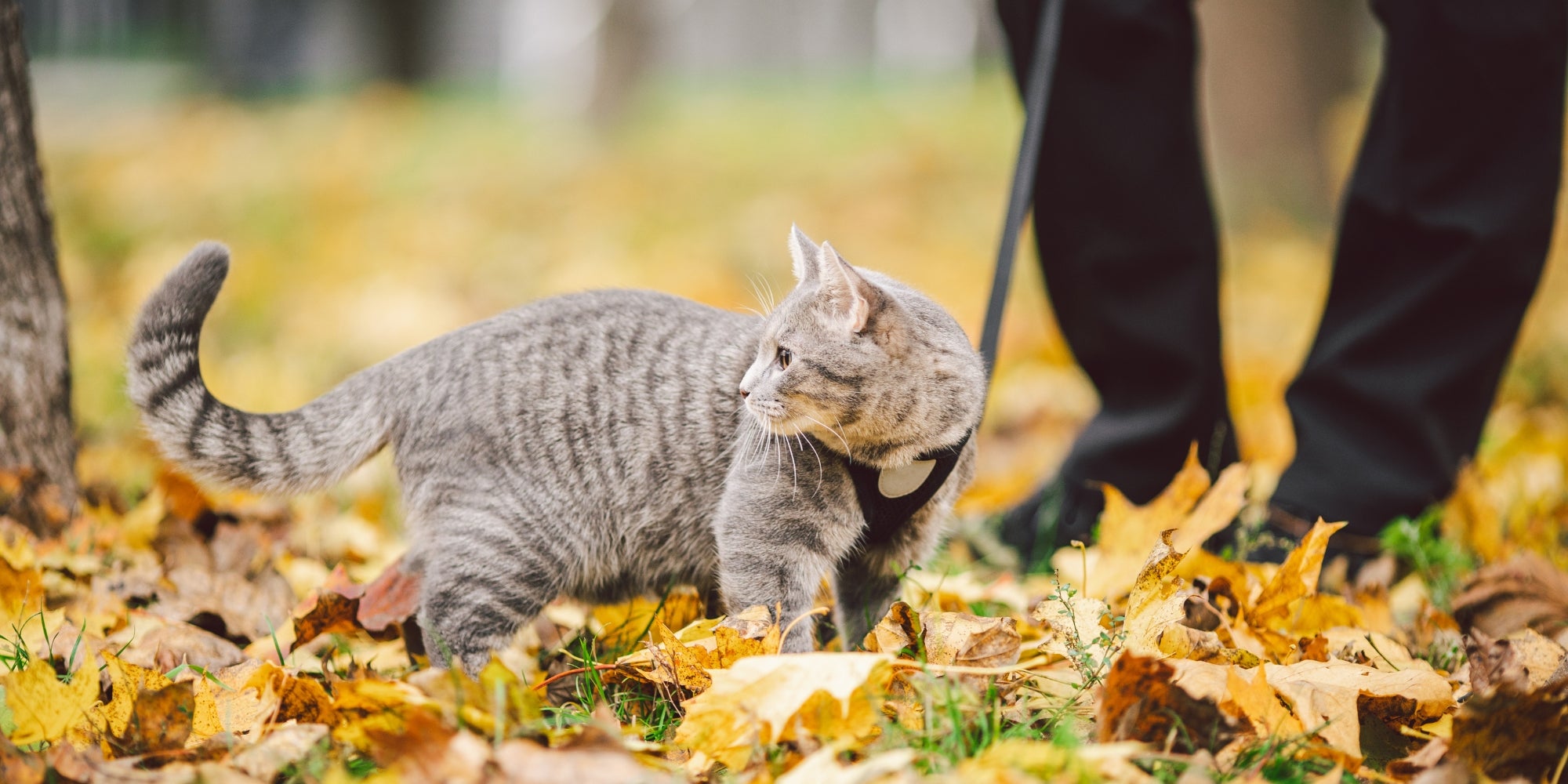 Un gato y su dueño disfrutando de un momento tranquilo al aire libre