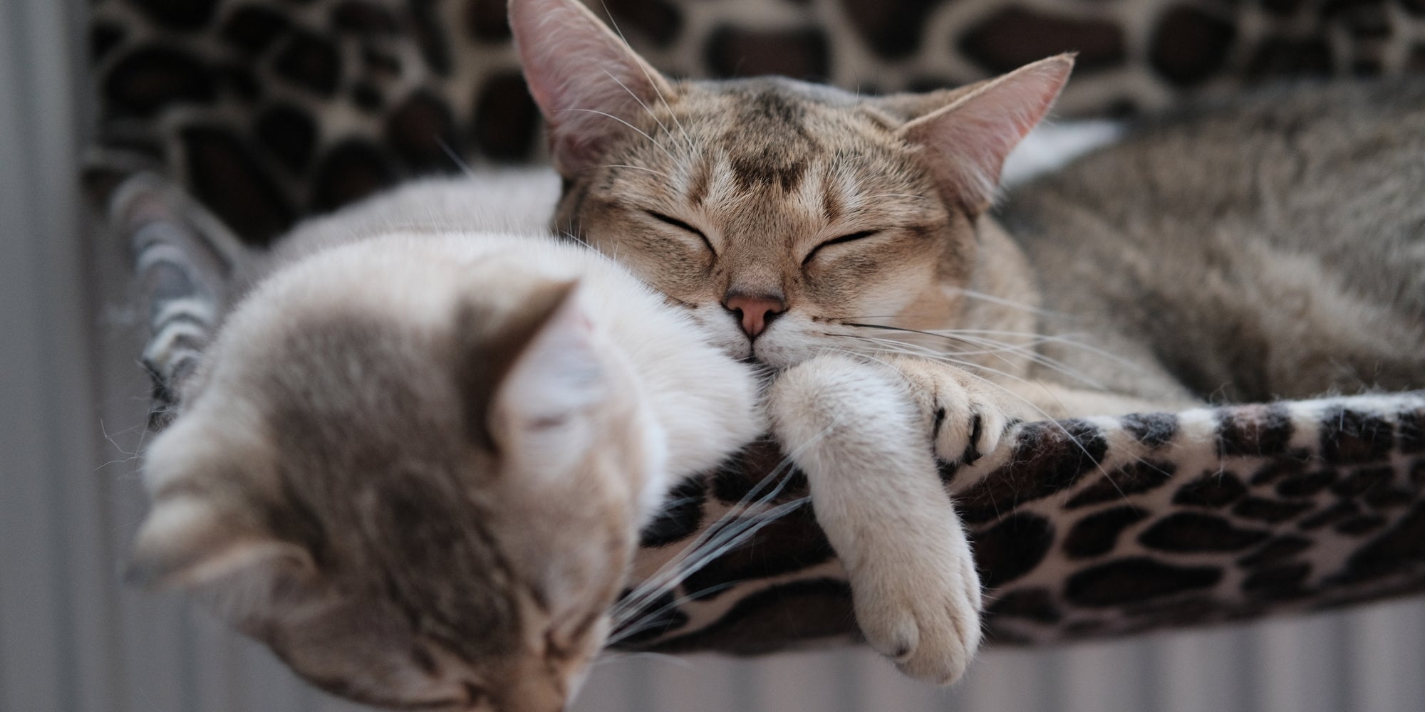 Foto de gatos durmiendo juntos