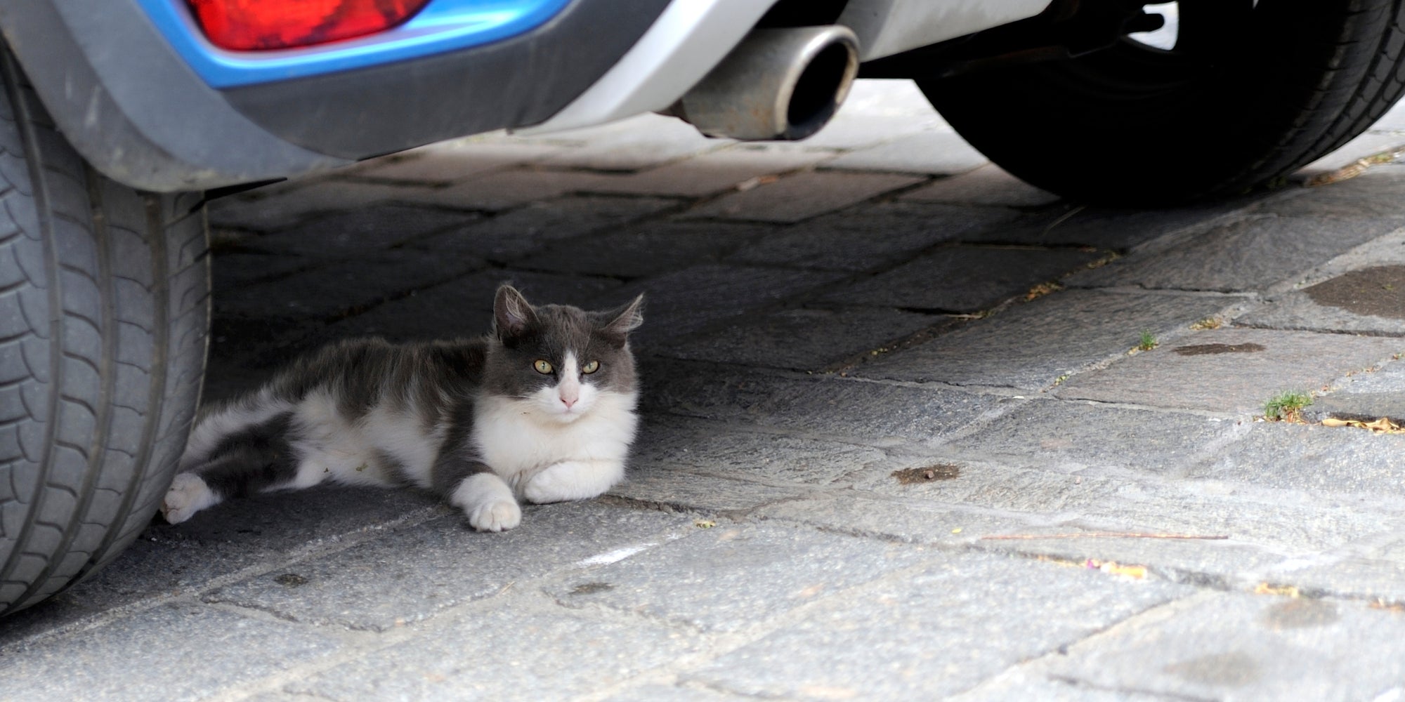 Gato callejero a la sombra
