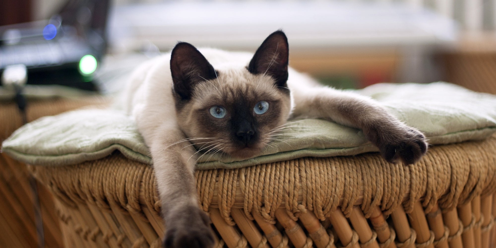 Gato descansando en casa