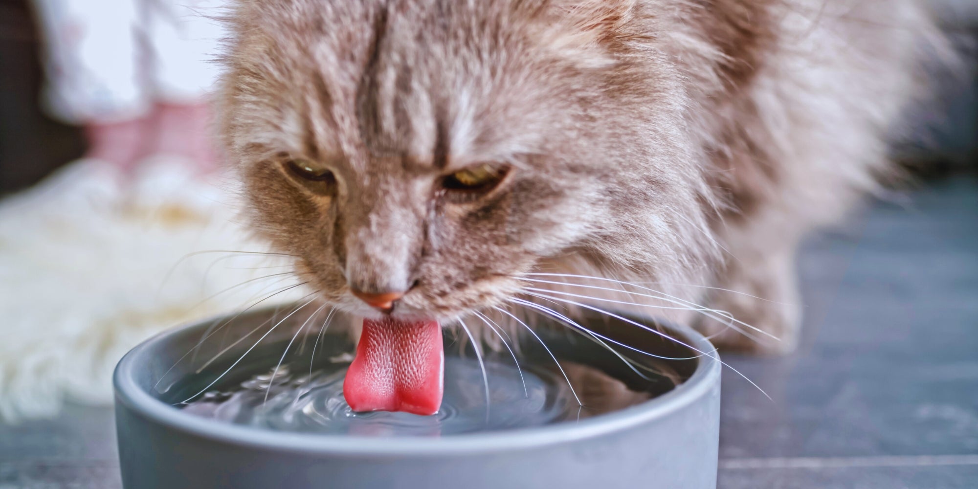 Gato atigrado bebiendo agua