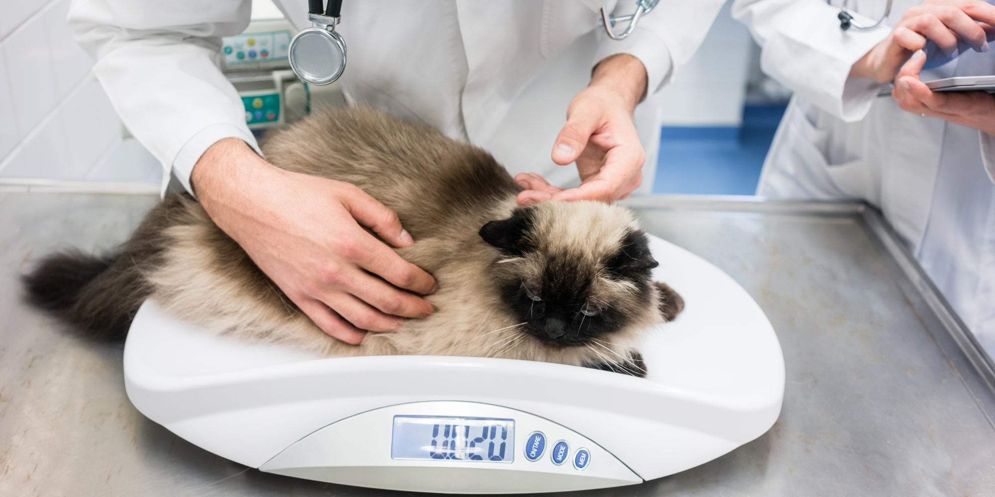 Gato en una báscula veterinaria