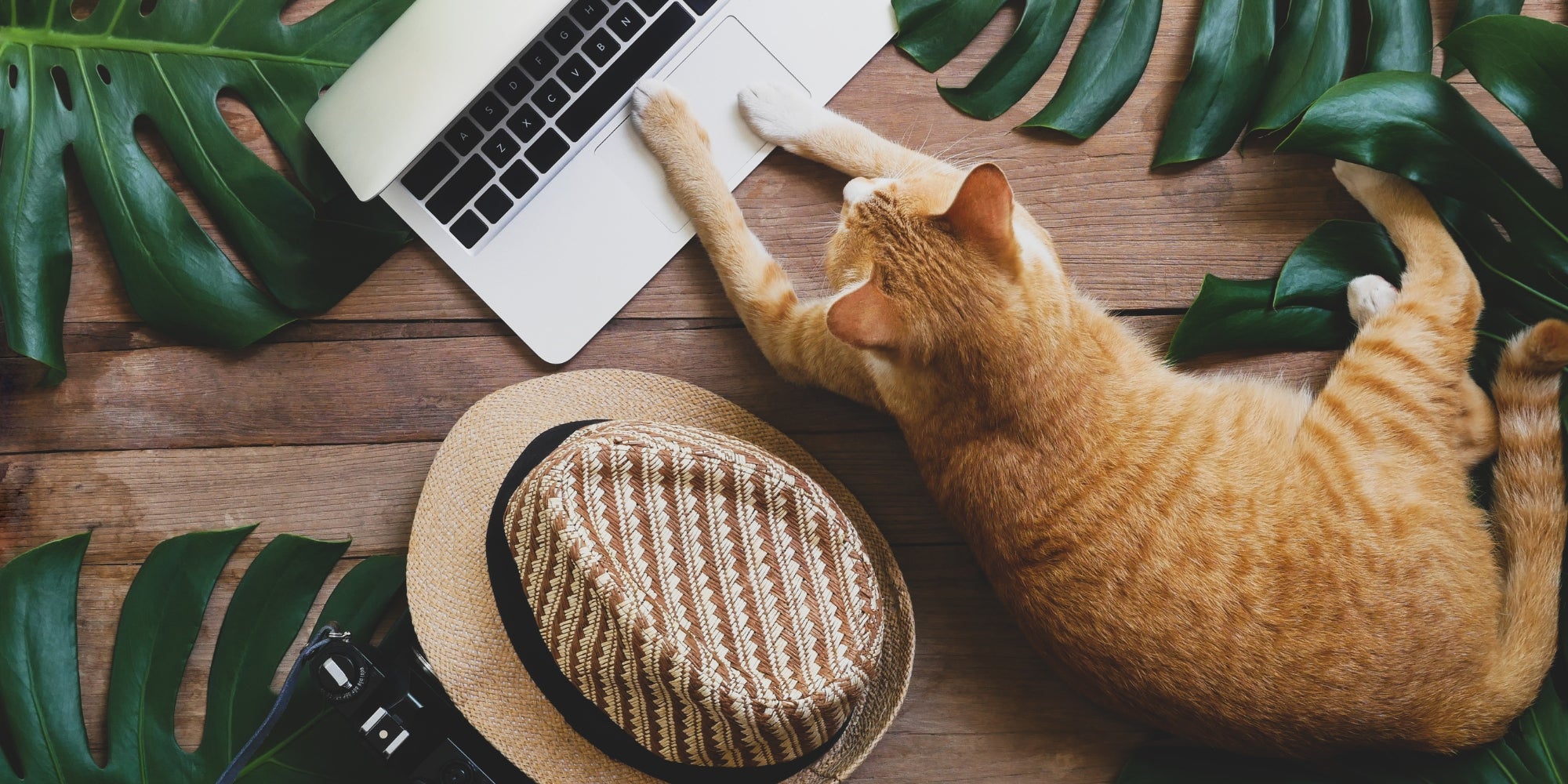 un gato usando un laptop