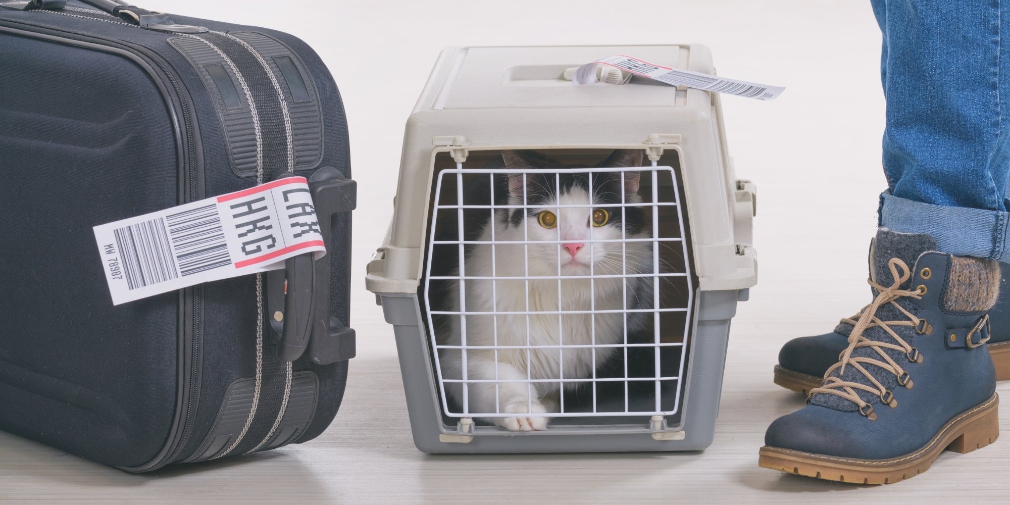 Gato en el transportín de carga de la aerolínea