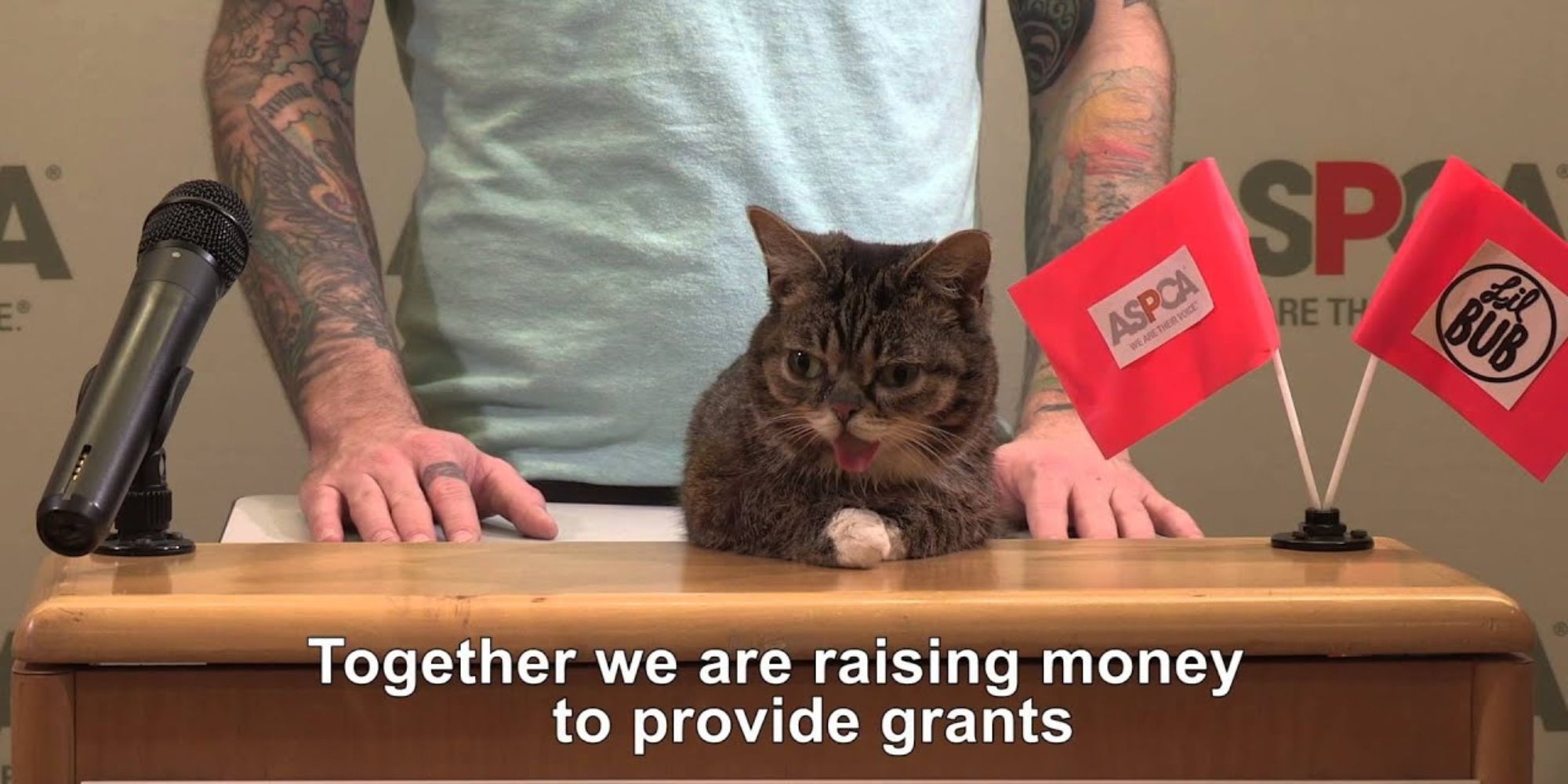 Lil bub durante un evento de recaudación de fondos