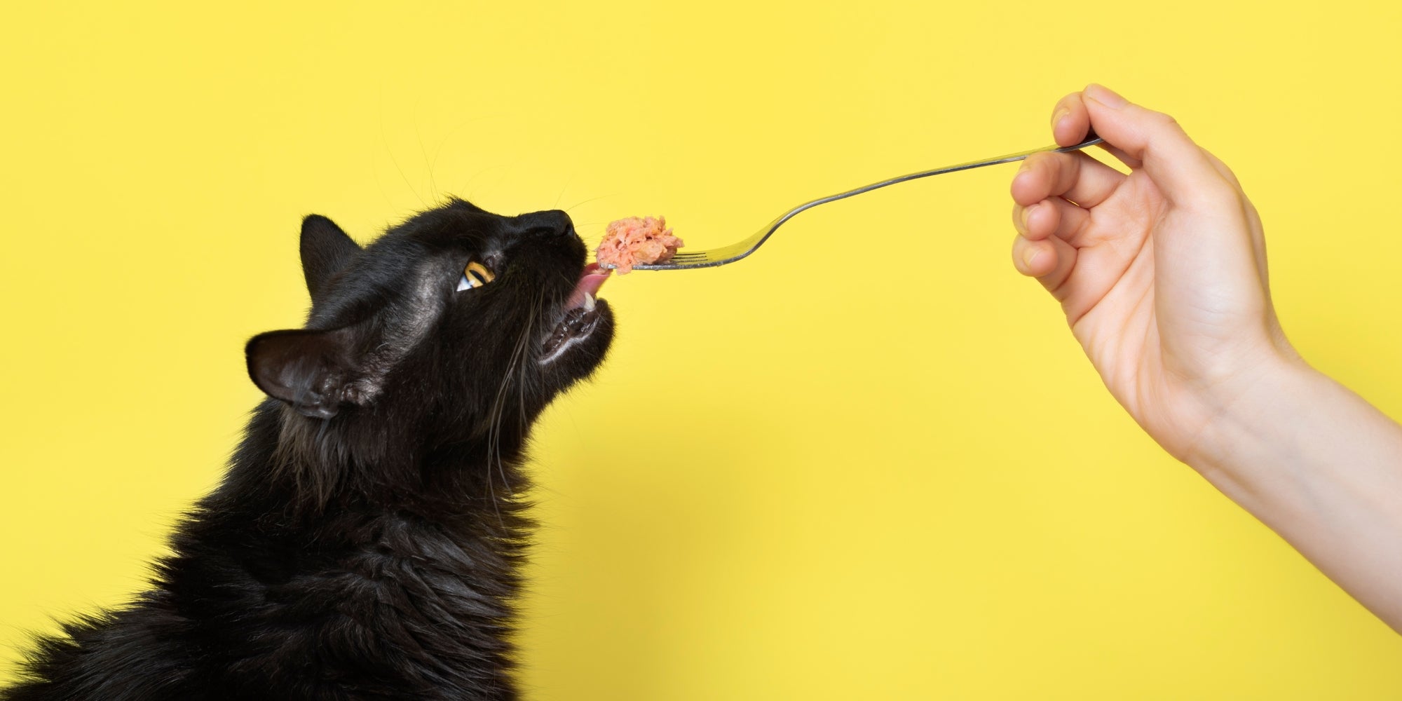 Gato negro come comida de gato de un tenedor
