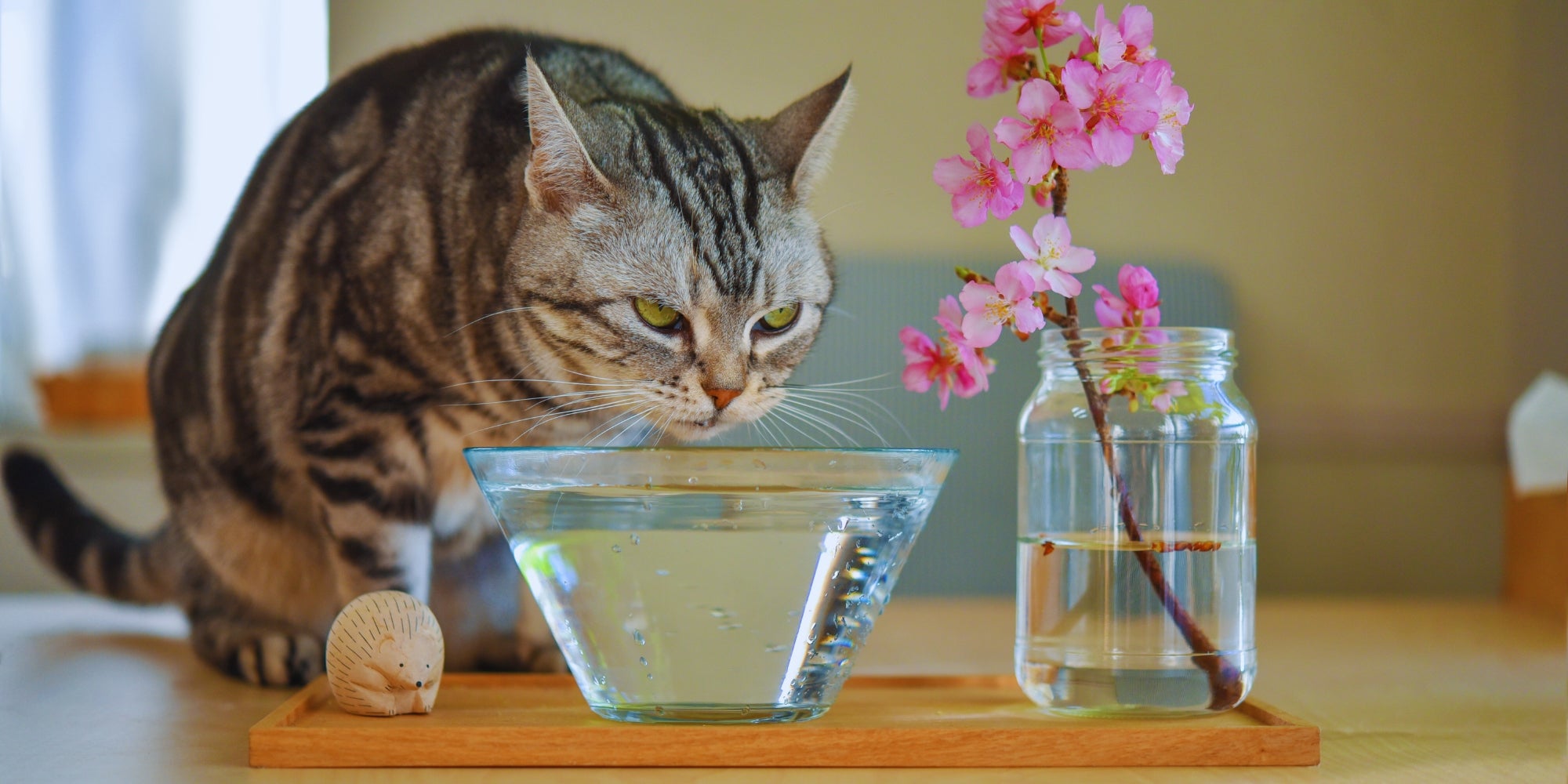 un gato bebiendo agua