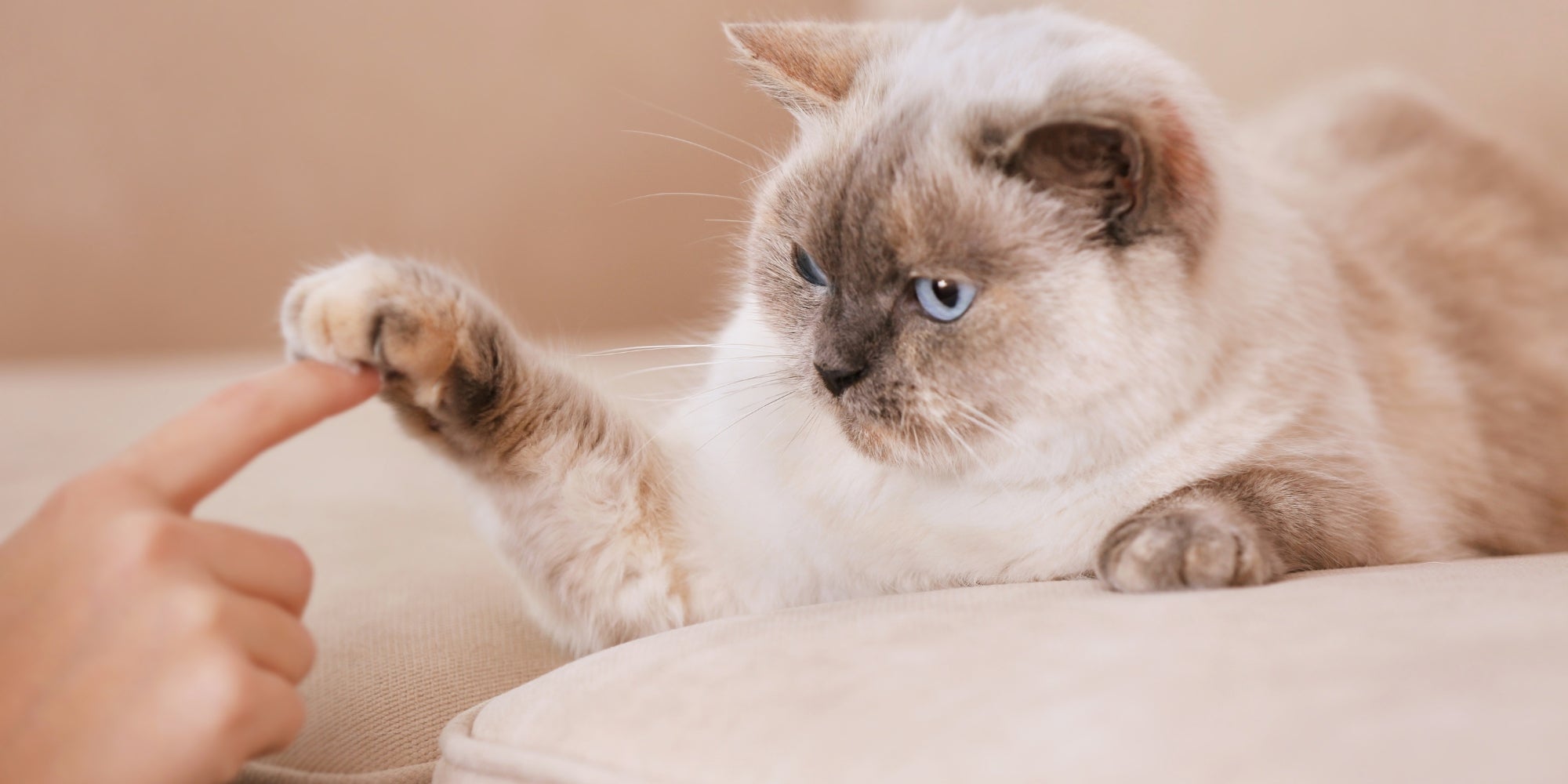 Gato jugando con humano