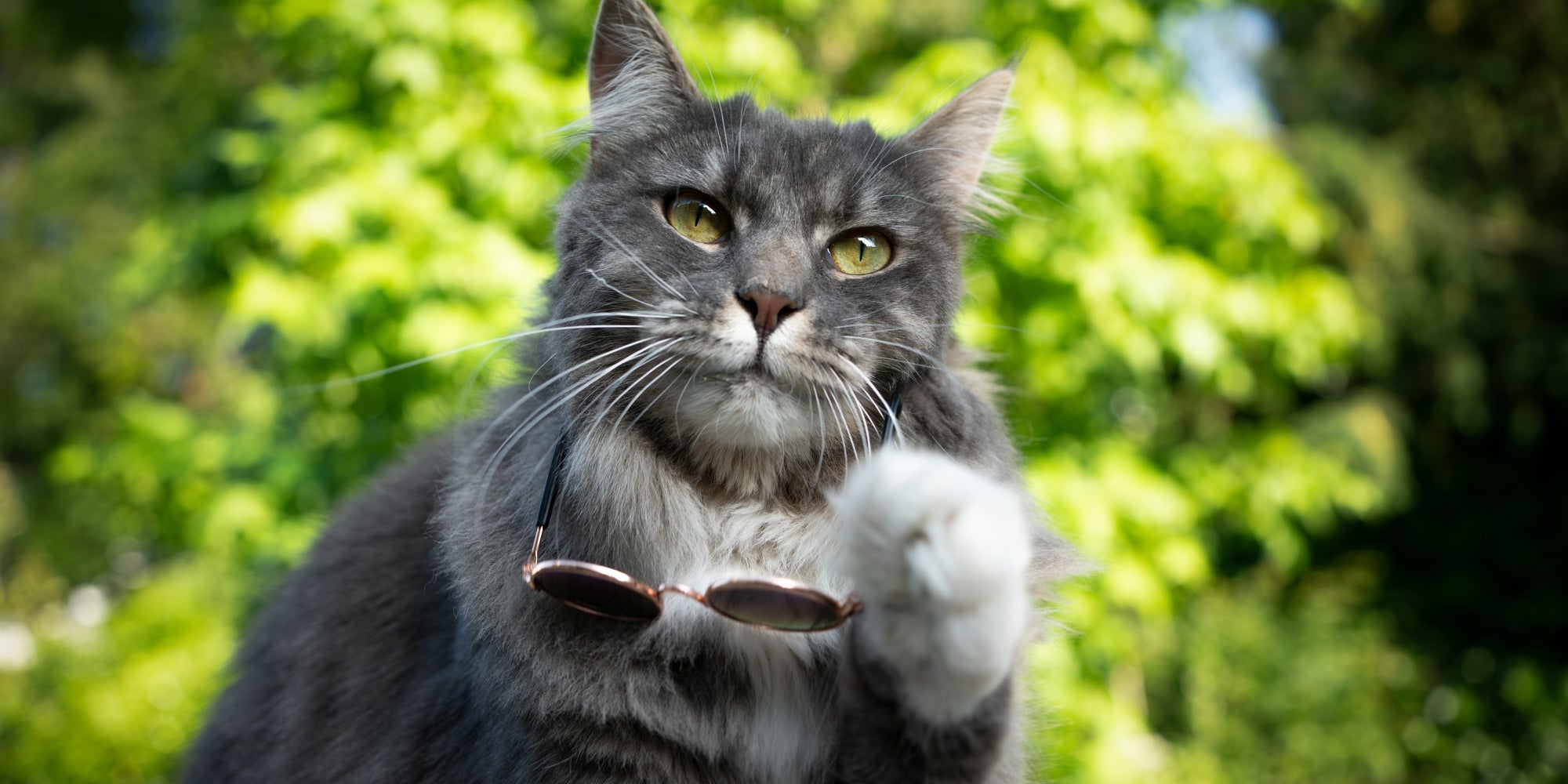 gato guay quitándose las gafas de sol
