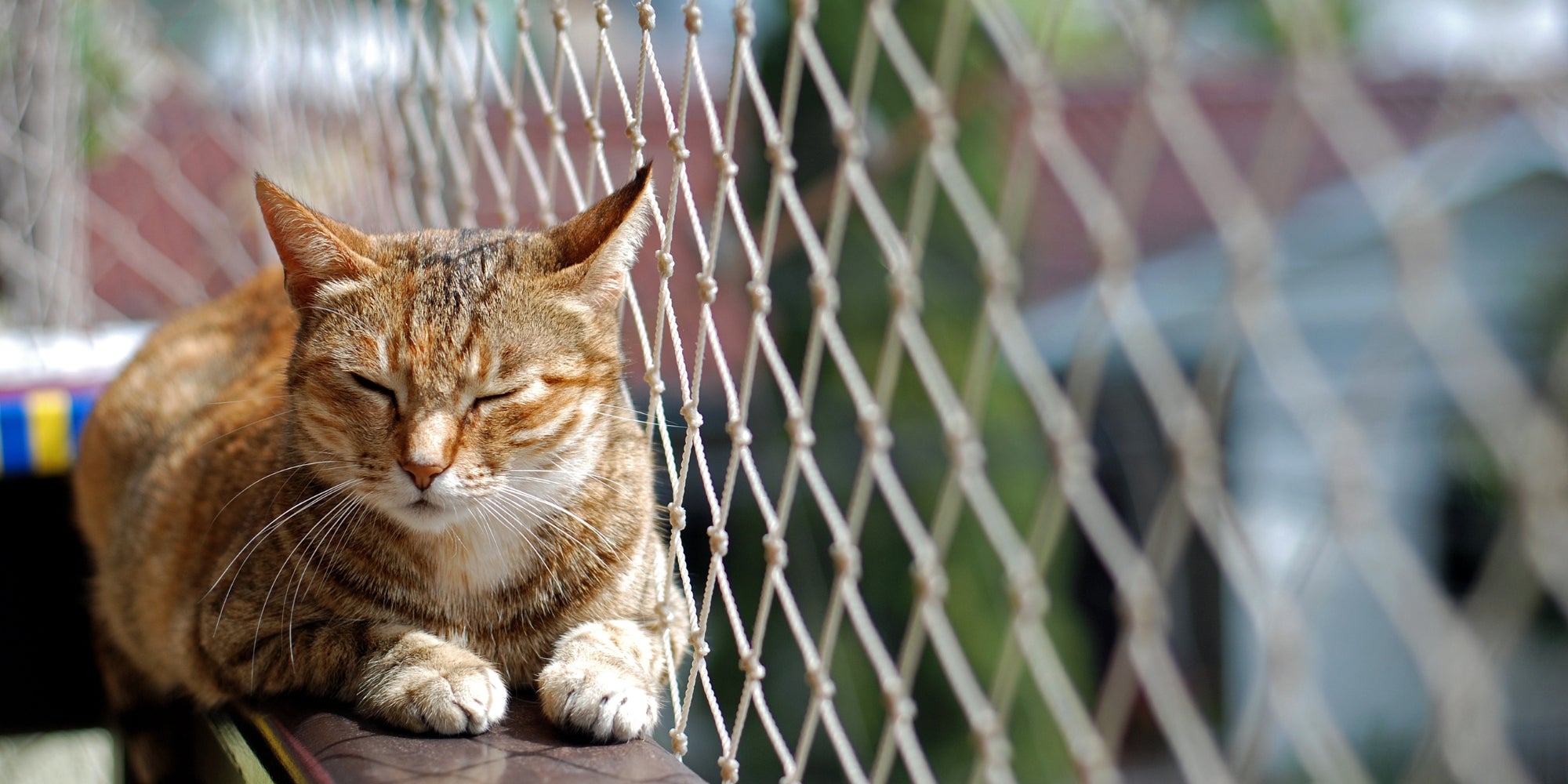 Ventana de red de seguridad para gatos