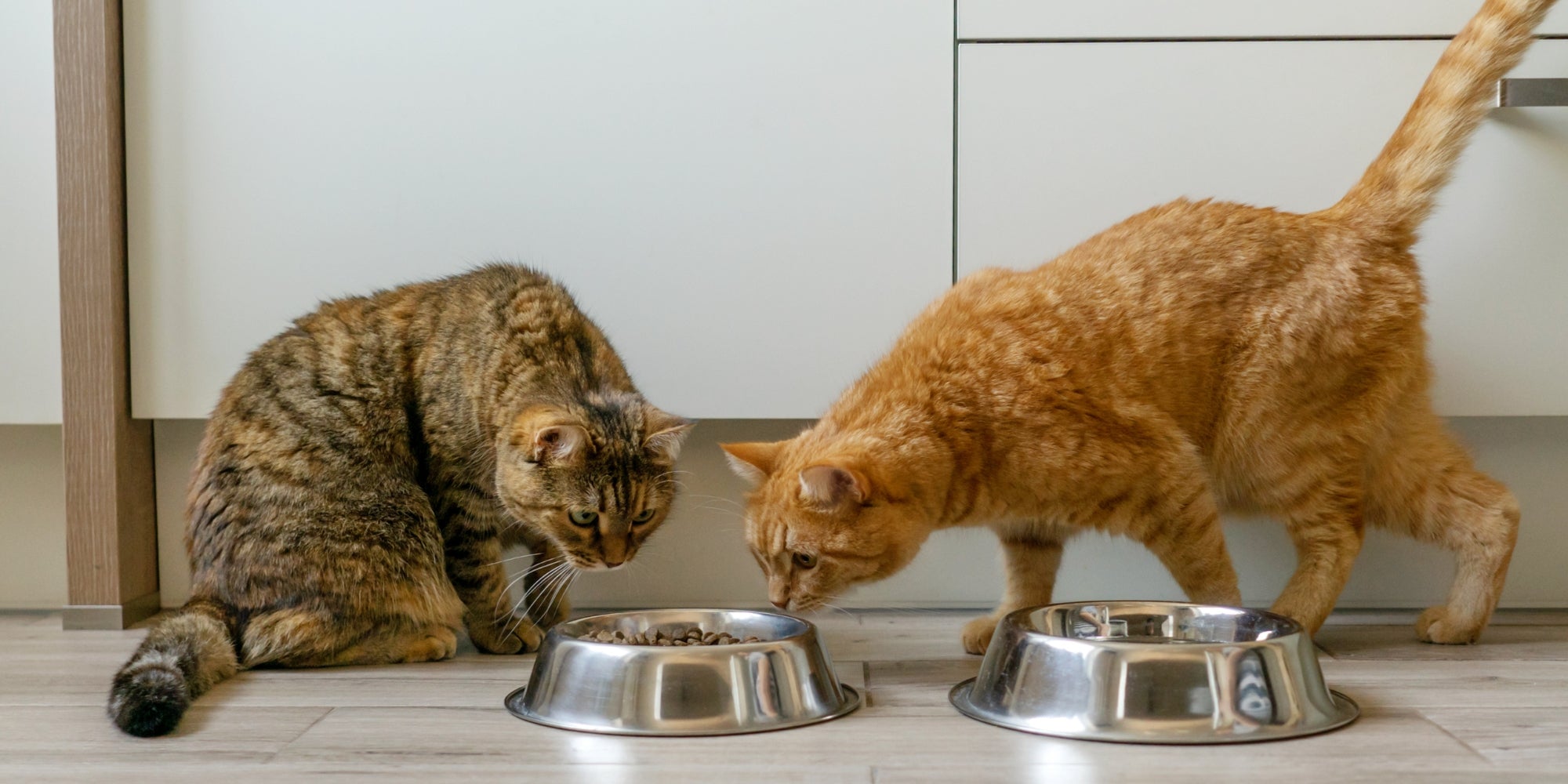 Gatos cerca de cuencos de comida seca para gatos.