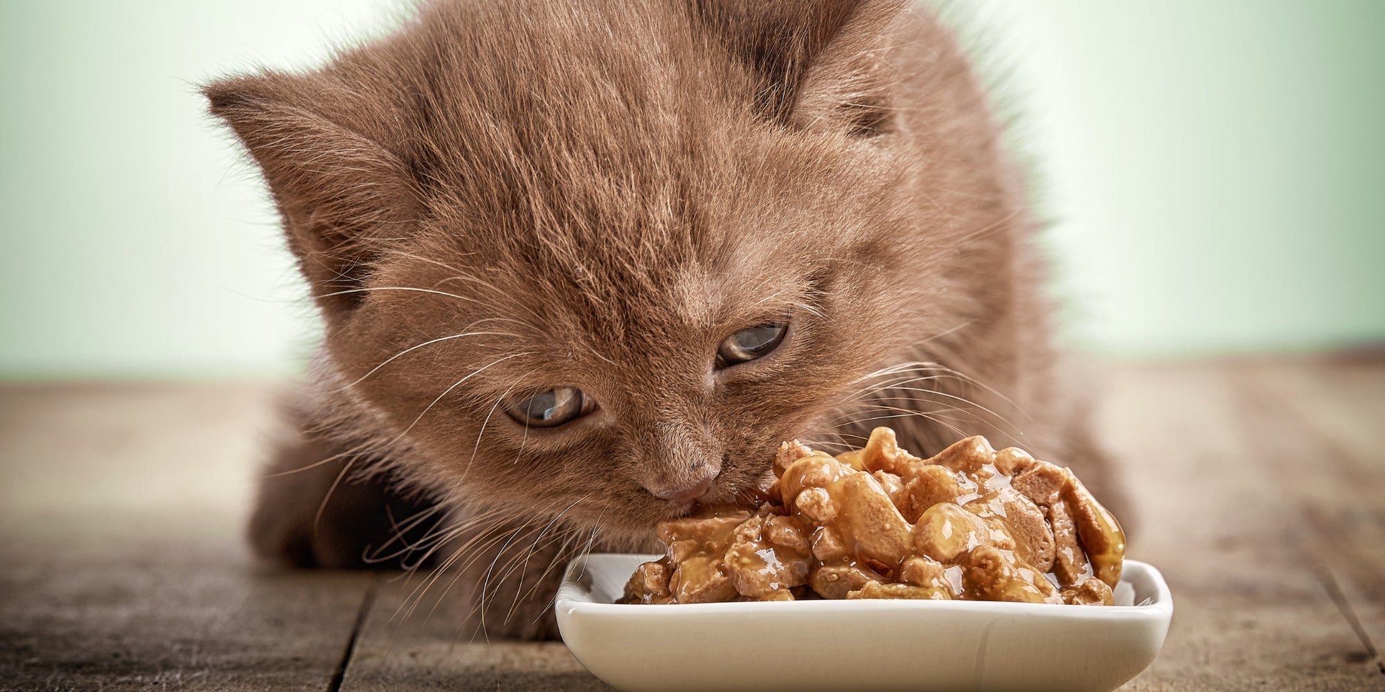 gatito comiendo comida de gatos