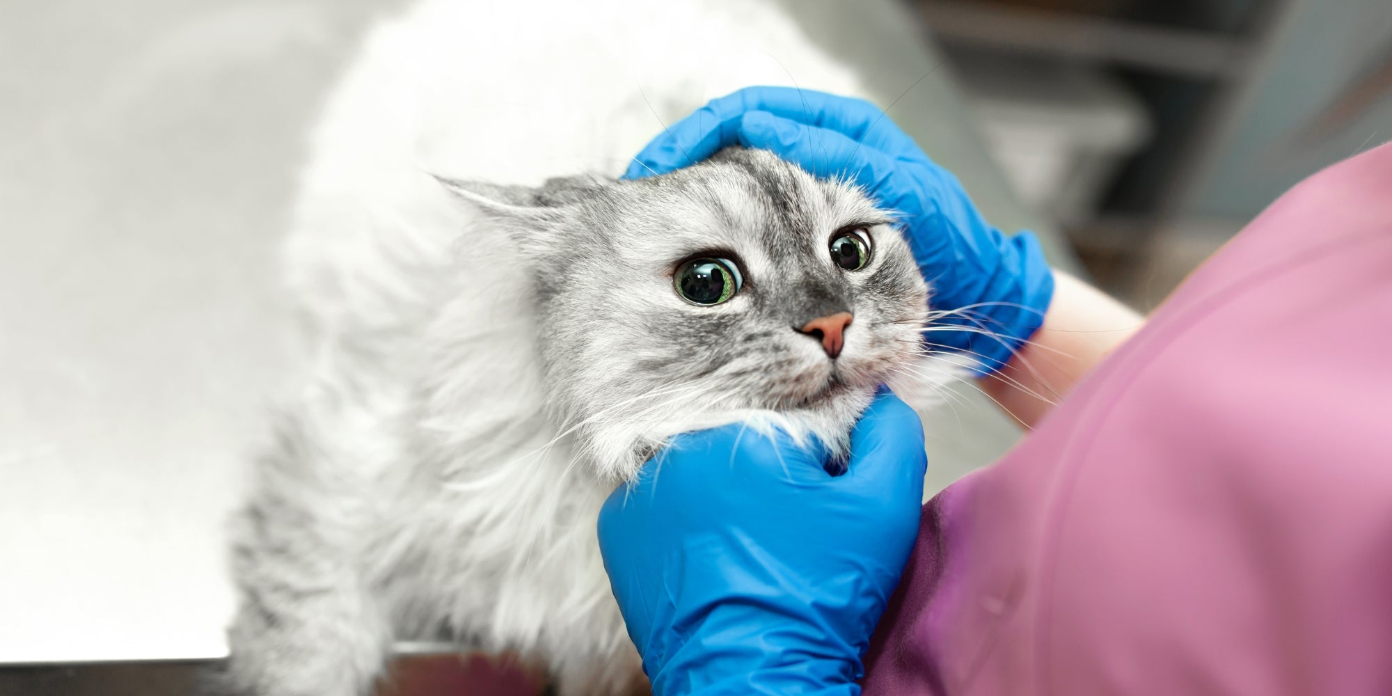 Gato asustado en el veterinario