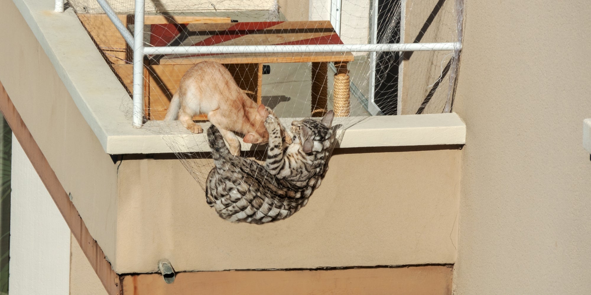 Dos gatos jugando cayeron en la red del balcón