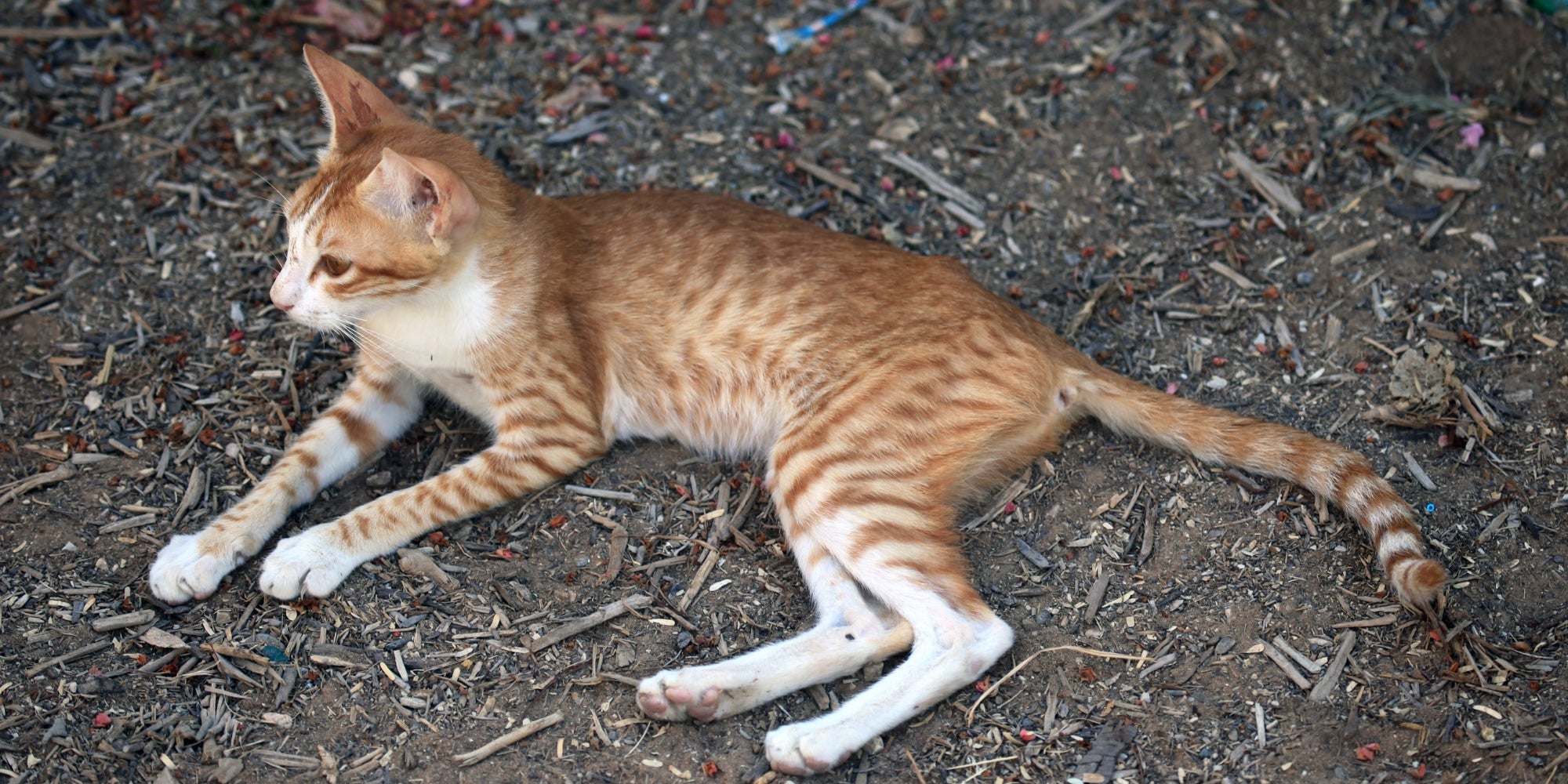 Gato árabe naranja de patas largas y delgado