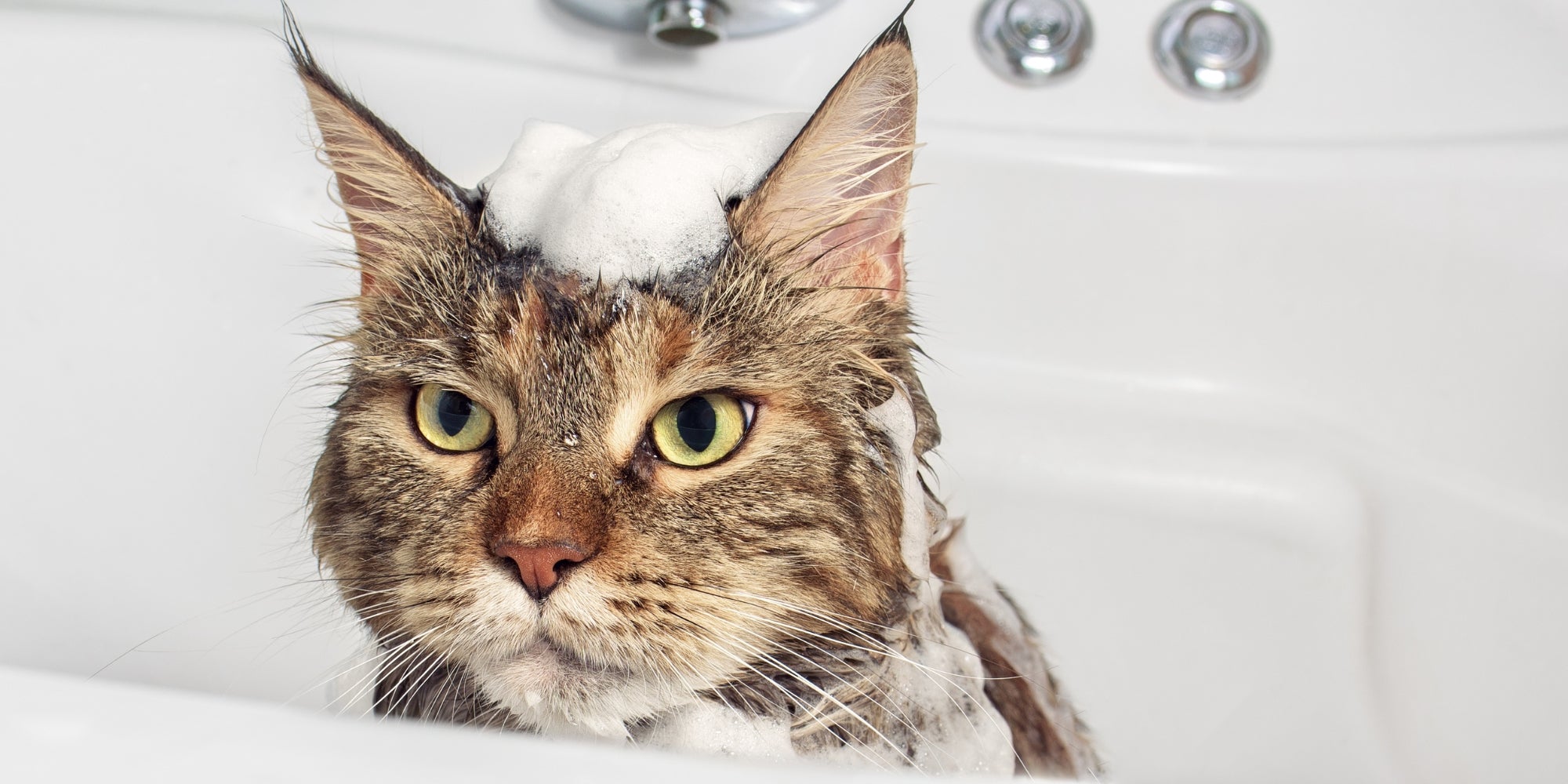 Gato mojado en el baño