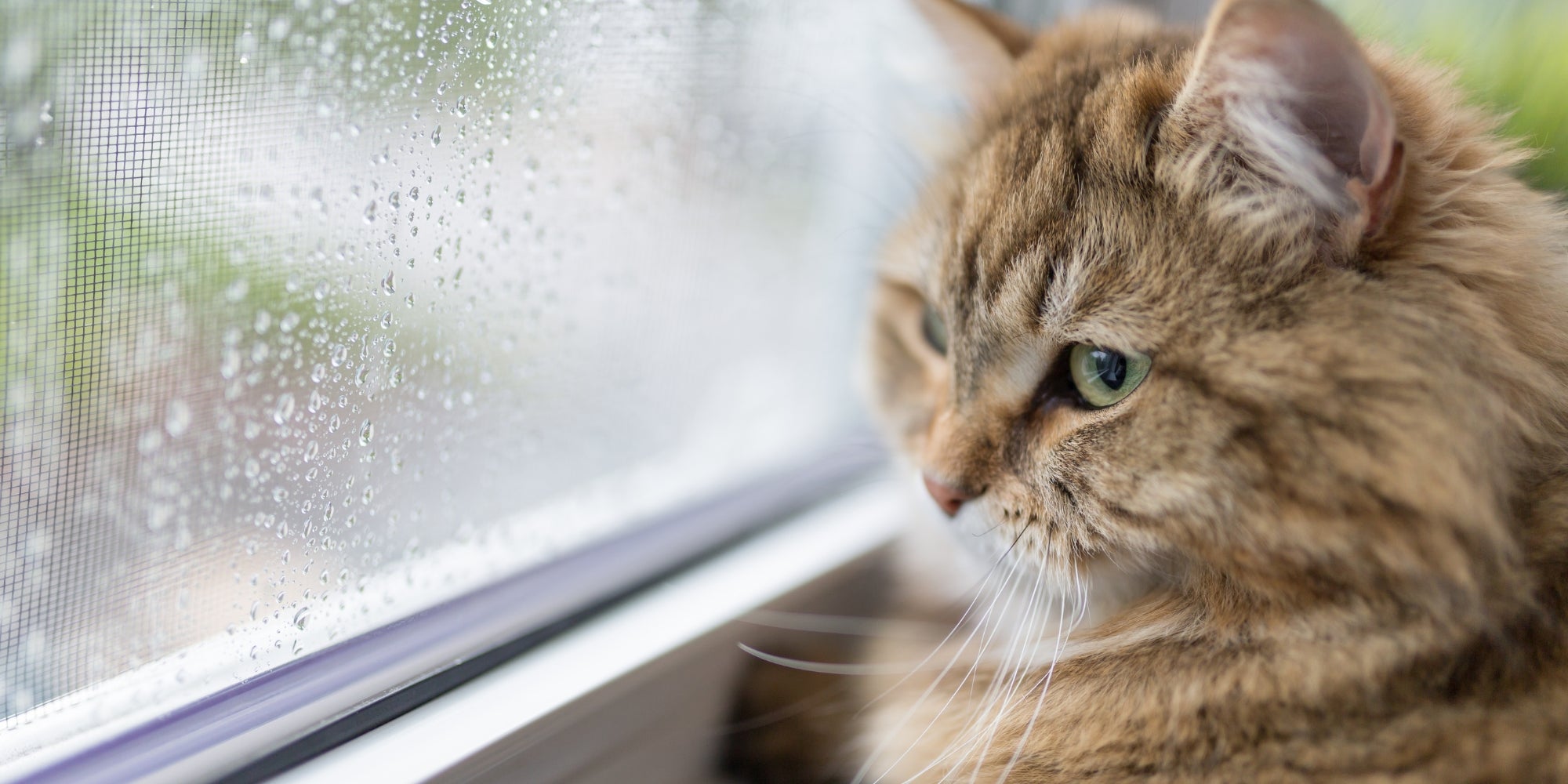 Gato cerca de la ventana en un día lluvioso