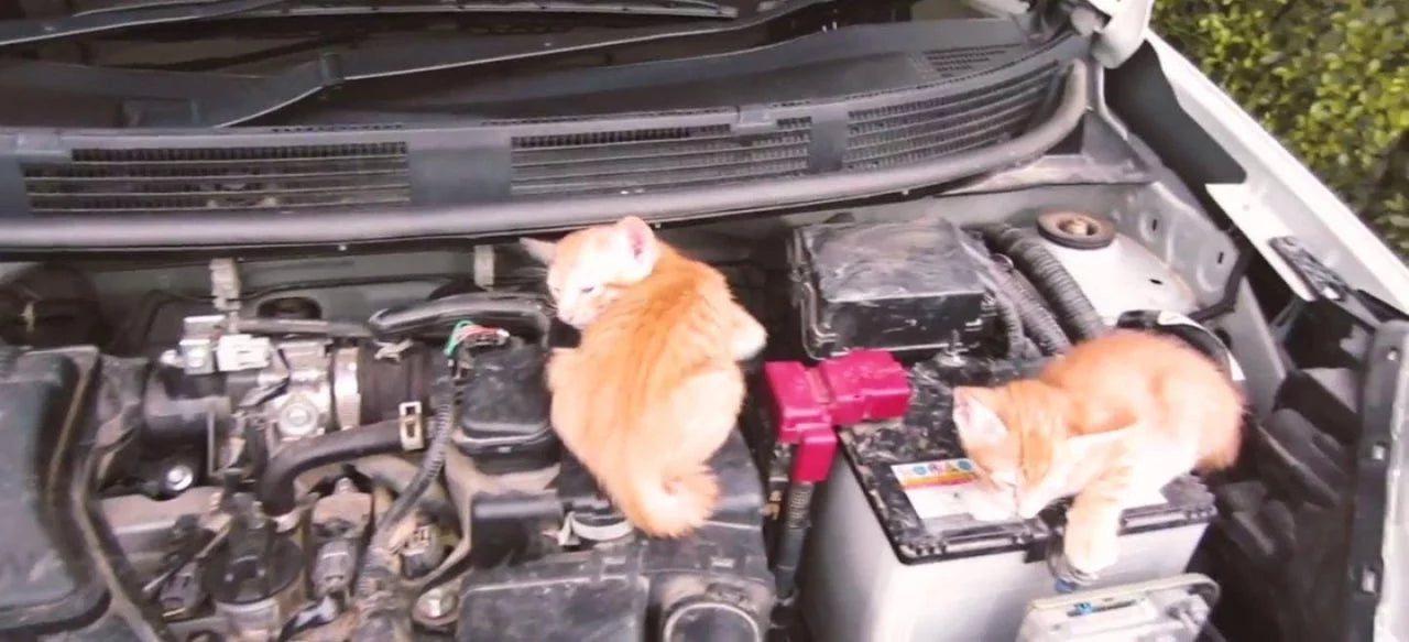 gatos durmiendo bajo el capó de un coche en invierno