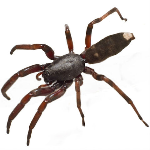 white tail spider predators