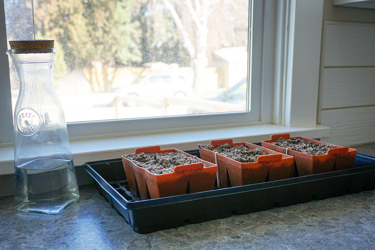 Starting Cut Flower Seeds Indoors – Molbak's Garden and Home