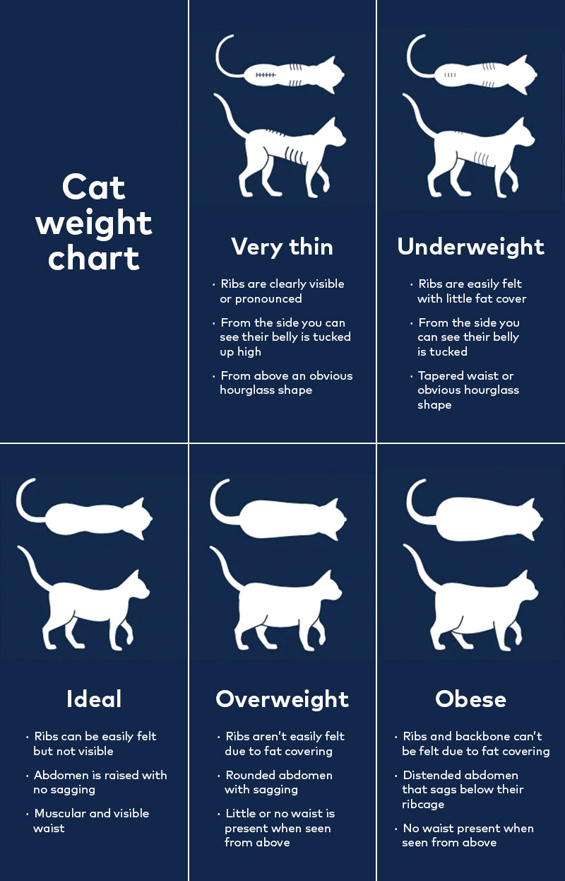 Cat weight chart. Very thin cat, underweight cat, ideal cat, overweight cat, obese cat images.