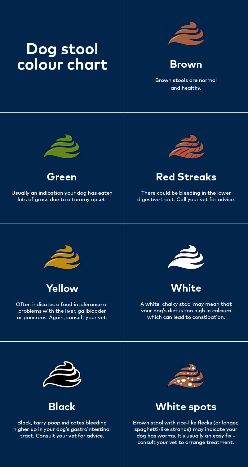 Dog poo colour chat - what it can tall you about your dog's health