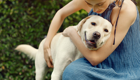 Are my dog farts normal or a smelly sign of trouble. Pet guardian and labrador dog cuddle