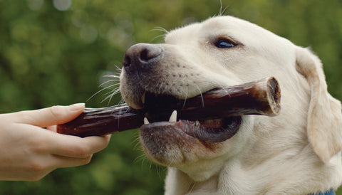 Dog bones: Nature's tooth brush. Dog chewing a ZIWI treat