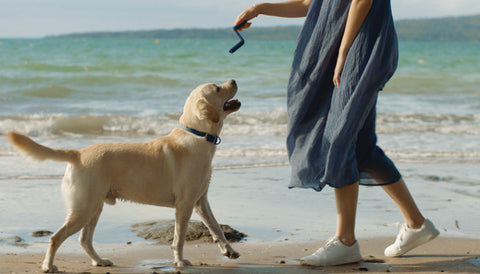 Dog itching: Causes, treatment and prevention. Labrador dog and woman on the beach