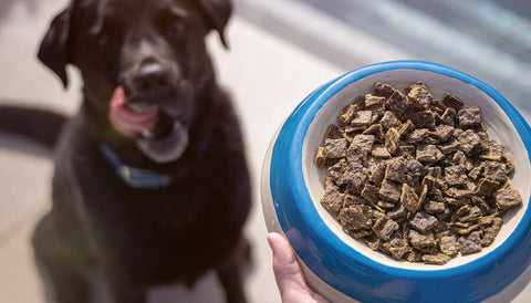 Dog diarrhea: how to avoid it when transitioning to a raw diet