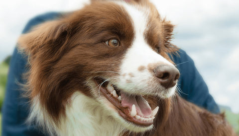 Dog with healthy teeth