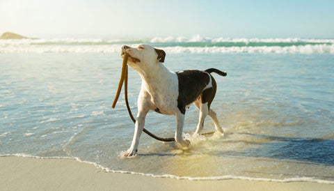 Kelp. Boost your dog, naturally. Dog on the beach playing in the waves