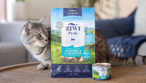 Cat with an upset tummy. Tabby cat with ZIWI Peak Air-Dried and canned wet food.