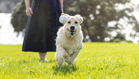 Parsley - superfood for dogs. White dog running on green grass to catch a ball