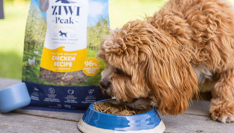 Best dog food for weight loss. Dog eating ZIWI Peak Air-Dried Chicken recipe