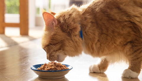 What's the best cat food for weight loss. Cat eating ZIWI Peak canned wet food.