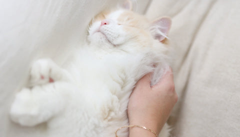 Why is my cat losing hair. Fluffy white long haired cat being patted by hand