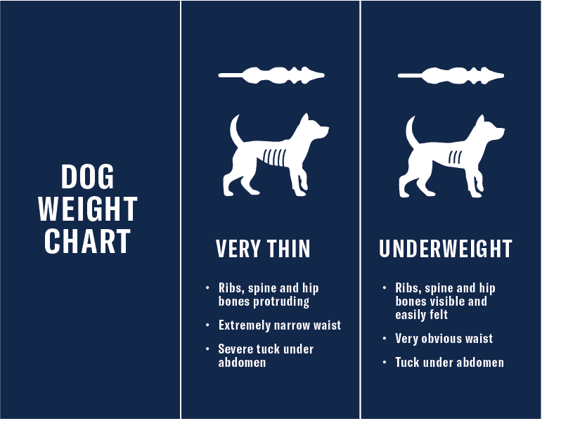 Underweight Dog? See Best dog food for weight gain | ZIWI US
