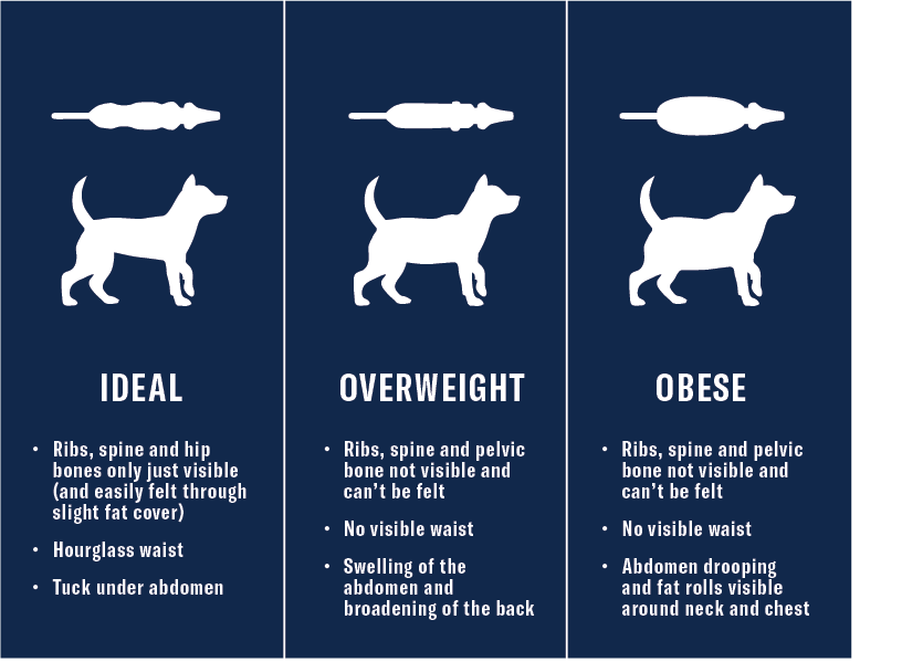 how much should your dog weigh