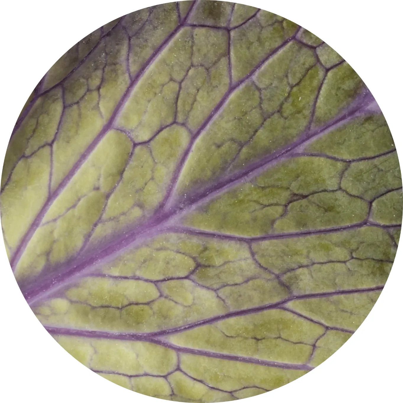 coleus_forskohlii en capsulas para ponerse morena
