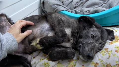 recovered puppy Mina