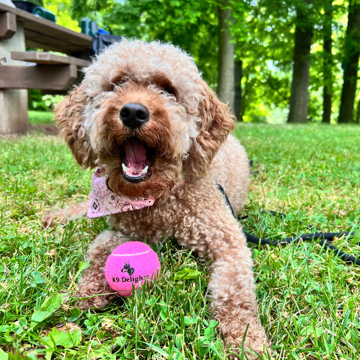 Squeaky Tennis Ball