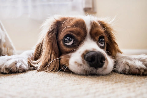 Cachorro na chuva: pode ou não pode? Entenda tudo!