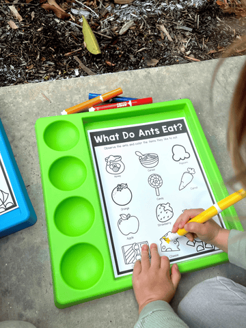 preschool ant observations 